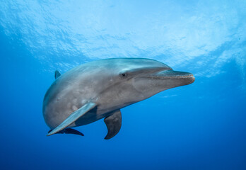 Dolphin in blue