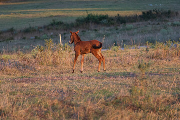 Naklejka na ściany i meble Little Brown Foal in a field. Free roam horse cub