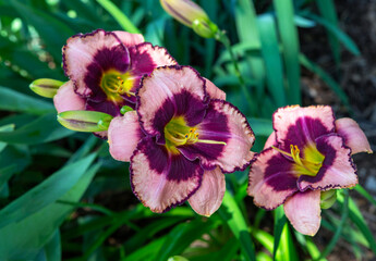 daylily in the garden