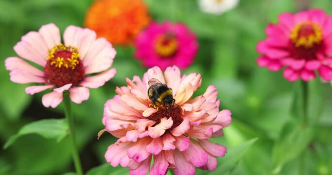 The bumblebee flies and takes a nectar from the Zinnia flower in the garden, beautiful summer day, close up shot slow motion