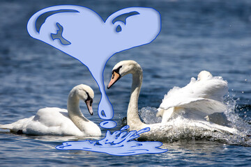 Swans' love for their partners is so deep they mate for life. They are creatures of myth that only sing when they are dying. Mute swans from the classic image of devotion, with their curved necks.