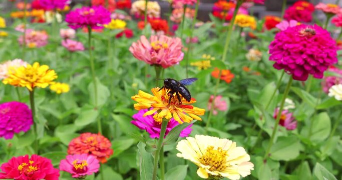 The black carpenter bee flies and takes a nectar from the Zinnia flowers in the garden, close up shot