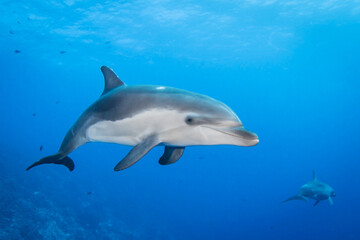 Obraz na płótnie Canvas Young dolphin