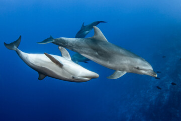 Young dolphin