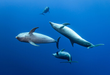 Young dolphin