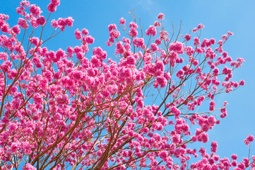 IPÊ ROSA branches and flower flores