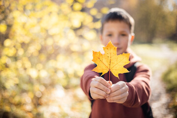 Portrait of smiling teenager boy holding yellow autumn maple leaf in his hand. Happy child walking in autumn park. Smiling schoolboy having fun outdoors. Copy space. Selective focus