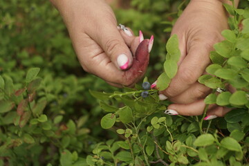 woman hands picking blueberries in the forest