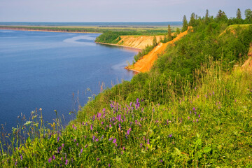 meadow and flowers view of Cape Andoma and mountains on Lake Onega in the Republic of Karelia Russia in the summer