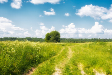 Summer landscape, village road in an overgrown by grass field or meadow under blue sky with clouds