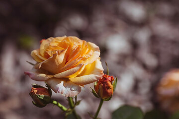 A bushy yellow rose with dew at dawn. An elegant twig and a bud. Beautiful sunlight. The background image is green and yellow. Natural, environmentally friendly natural background.