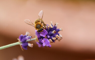 Wasp pollinates purple lavender flowers. Macro closeup insect collecting pollen. Blurred background. Dublin, Ireland