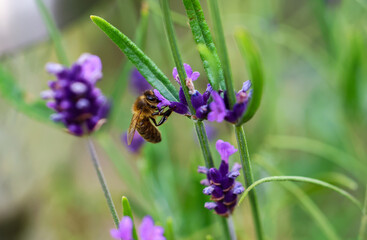 Wasp pollinates purple lavender flowers. Macro closeup insect collecting pollen in summer garden. Blurred background. Dublin, Ireland