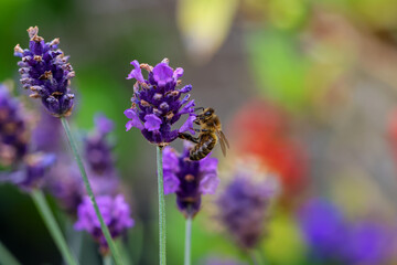 Wasp pollinates purple lavender flowers. Macro closeup insect collecting pollen during summer. Blurred background. Dublin, Ireland