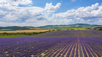Naklejka na ściany i meble Aerial view of lavender field.