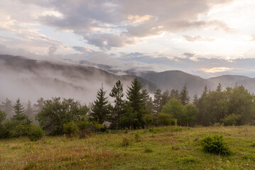 Fog in the forest at Bulgaria.