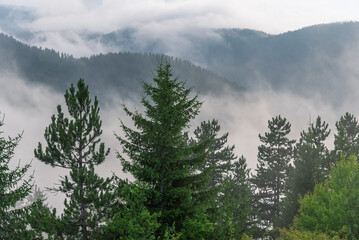 Fog in the forest at Bulgaria.