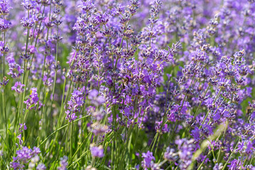 Obraz premium Blooming lavender in a field at sunset.