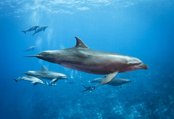 Naklejka premium Group of dolphin