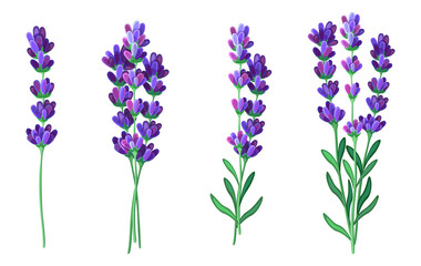 Set of beautiful purple lavender in cartoon style. Vector illustration of spring and summer flowers large and small sizes with closed and open buds on white background.