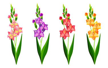 Set of beautiful colorful gladiolus in cartoon style. Vector illustration of spring and summer flowers large and small sizes with closed and open buds on white background. - obrazy, fototapety, plakaty