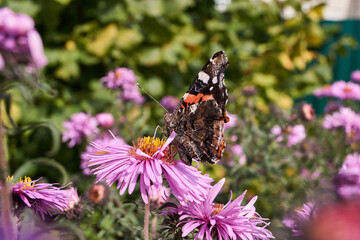 Admiral butterfly (lat. Vanessa atalanta) is a daytime butterfly from the Nymphalide family (Nymphalidae) collects nectar from flowers.