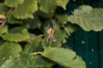 The spider-cross (lat. Araneus) sits in the center of the web and waits for prey caught in the web.