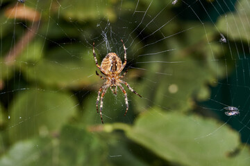 The spider-cross (lat. Araneus) sits in the center of the web and waits for prey caught in the web.