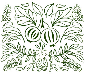 Gooseberry hand drawn vector illustration. Sketch berries and leaves drawing on white background.