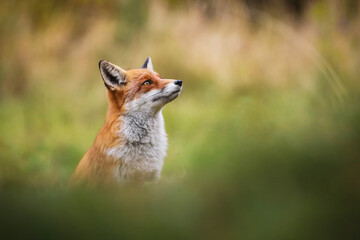 Dreamy red fox, vulpes vulpes, looking up on meadow with copy space. Orange mammal watching upwards...