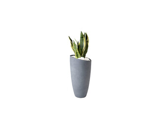 plant in a pot on a white background