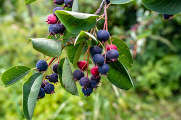 Close up of red and pink berries of the plant shadbush or juneberry or Amelanchier - obrazy, fototapety, plakaty