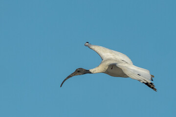 Australian Ibis in Queensland Australia
