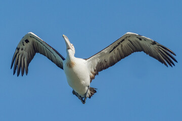 Obraz premium Australian Pelican in Queensland Australia