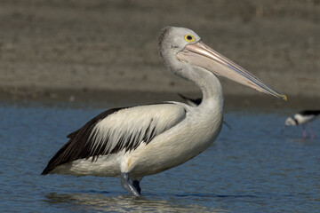 Australian Pelican in Queensland Australia