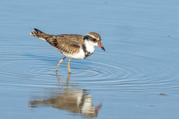Black-fronted Dotterel in Queensland Australia