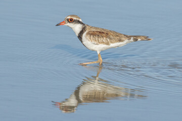 Black-fronted Dotterel in Queensland Australia