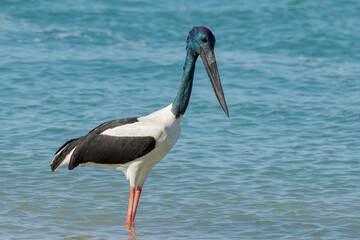 Black-necked Stork in Queensland Australia