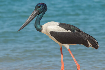 Black-necked Stork in Queensland Australia