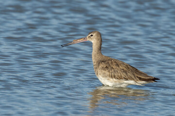 Black-tailed Godwit in Queensland Australia