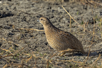Brown Quail in Queensland Australia