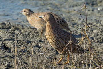 Brown Quail in Queensland Australia