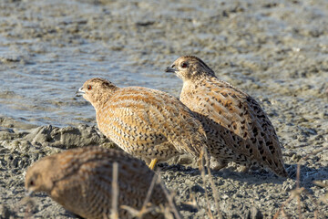 Brown Quail in Queensland Australia