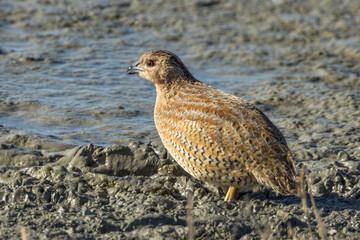 Brown Quail in Queensland Australia
