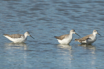Fototapeta premium Common Greenshank in Queensland Australia