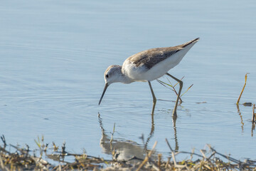 Common Greenshank in Queensland Australia
