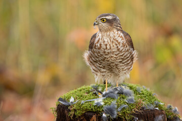 Eurasian sparrowhawk, accipiter nisus, sitting on stump in forest from profile. Brown hawk observing on moss in woodland. Feathered predator looking on cut tree.