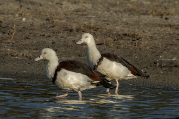 Radjah Shelduck in Queensland Australia