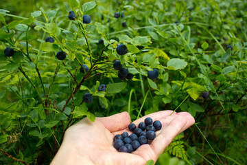 Woman picking wild blueberries in norwegian forest close up shoot,hand holding fresh organic...