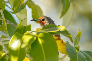 Red-headed Honeyeater in Queensland Australia